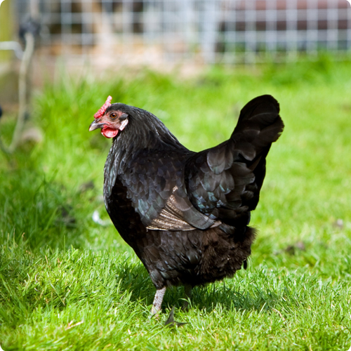 5 DINGEN DIE ELKE BEGINNENDE KIPPENHOUDER IN DE ACHTERTUIN MOET WETEN