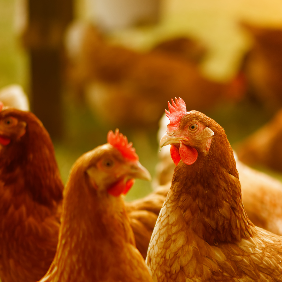 5 ESSENTIËLE HULPMIDDELEN VOOR BEGINNERS IN HET FOKKEN VAN KIPPEN